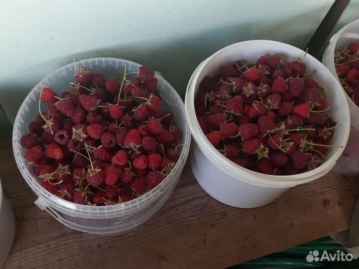 Ремонтантная малина,ягода запись на четверг