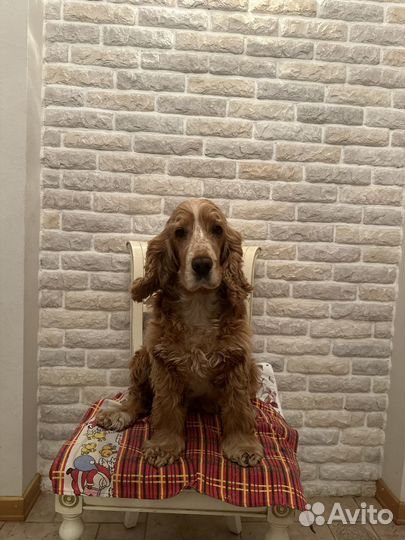 Кокер спаниель английский девочка для вязки