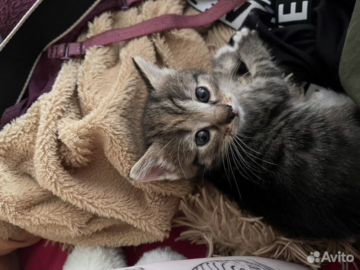 Котенок девочка в добрые руки