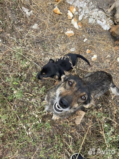 Маленькие собачки щенята
