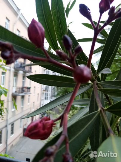 Цветок 8 летний Олеандр