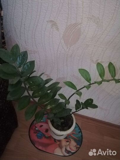 Замиокулькас