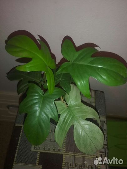 Цветные разные