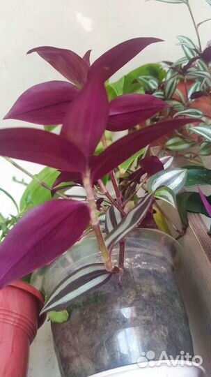 Кактусы и суккуленты