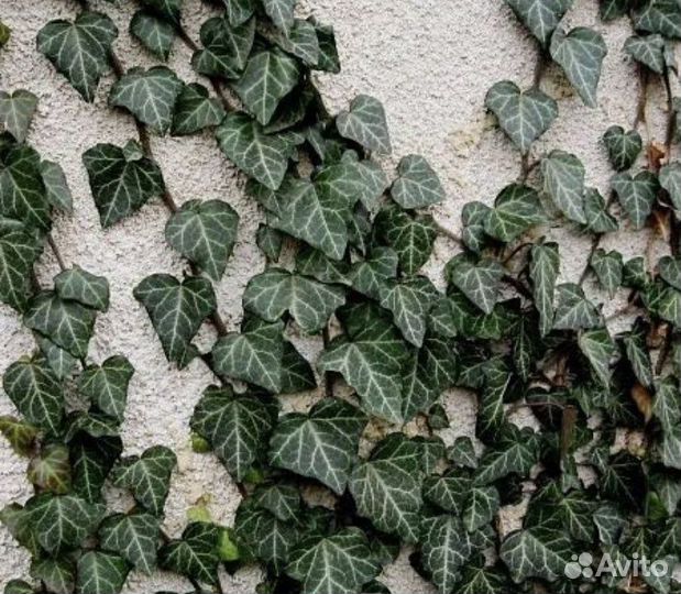 Плющь вечно зеленый