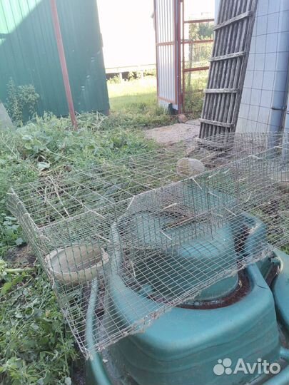 Клетки для перепелов новые