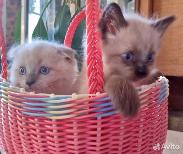 Котята невские маскарадные