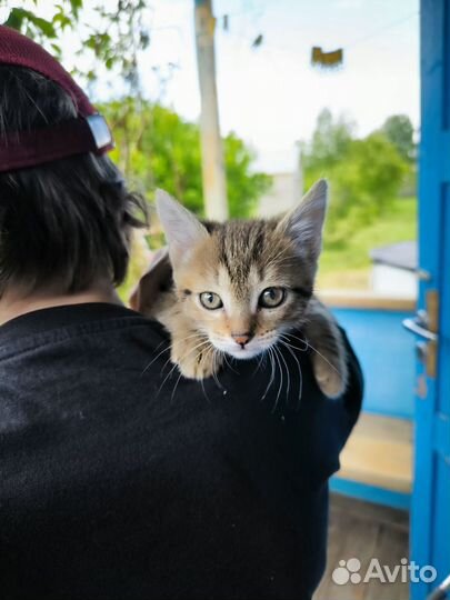 Котенок в добрые руки
