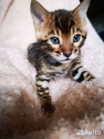 Бенгальские котята
