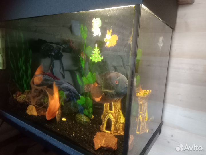 Аквариум