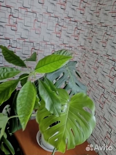 Комнатные цветы