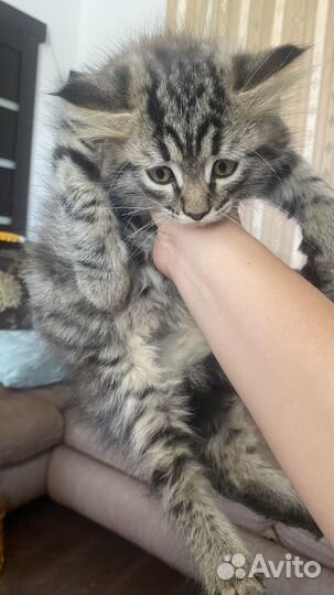 Котята вислоухие в добрые руки