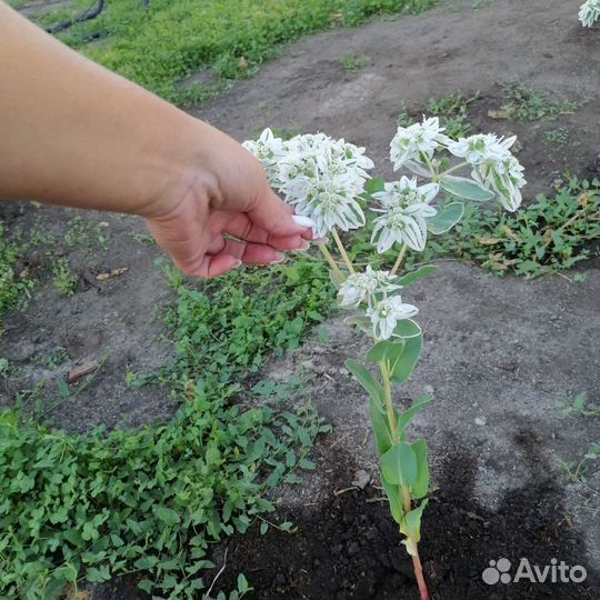 Куст мультифлора хризантем