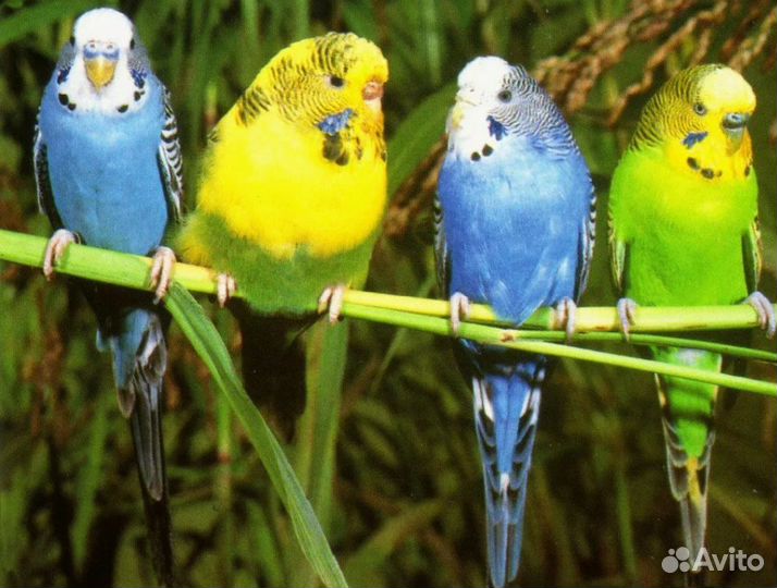 Волнитые попугаи и др