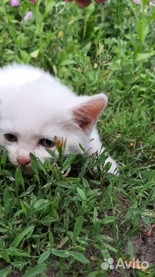 Котята