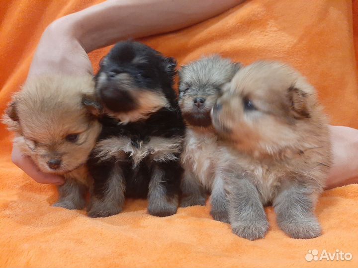 Померанский шпиц