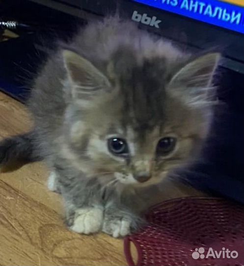 Кошки в добрые руки