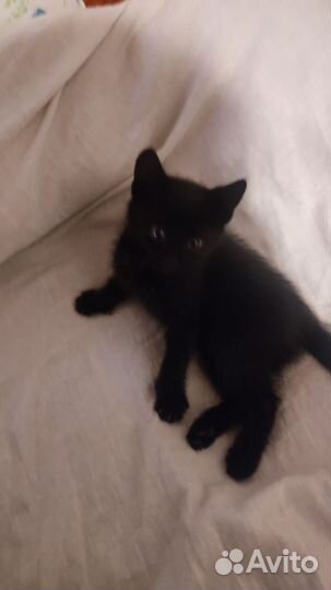 Черный котик