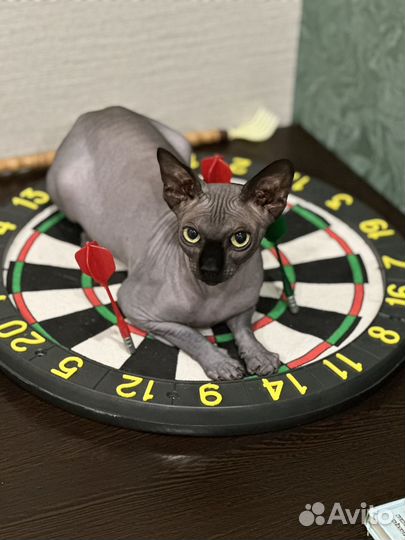 Канадский сфинкс