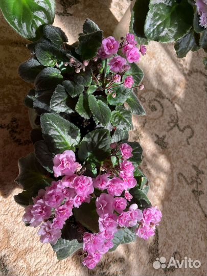 Цветущие фиалки