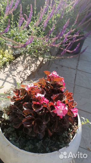 Бегония вечноцветущая