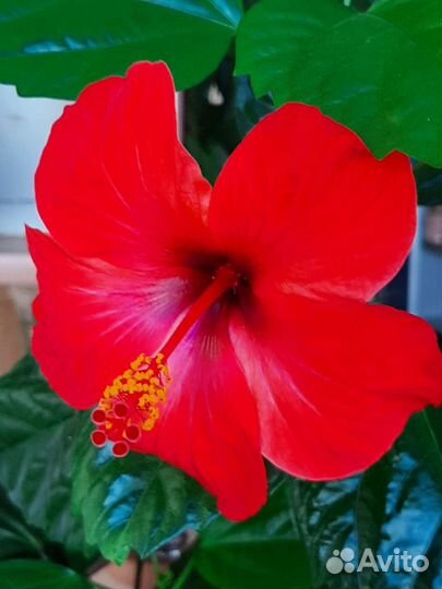 Срезы - Гибискус комнатный сортовой