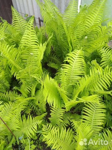 Папоротник садовый