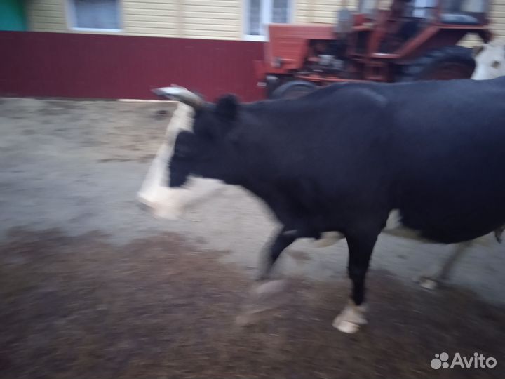 Корова стельная дойная