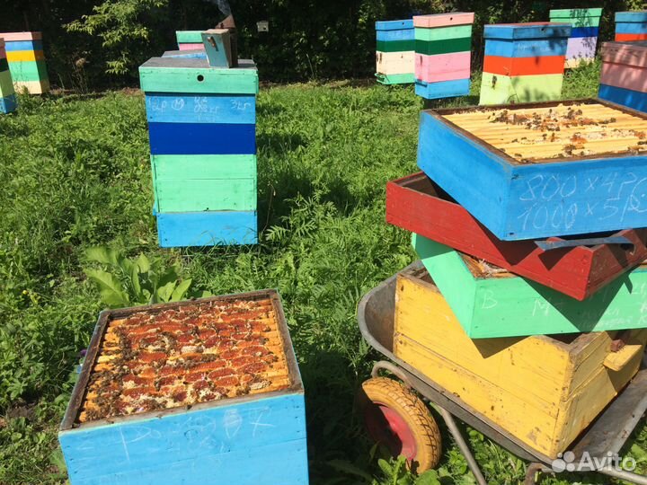 Мед цветочный 2023 года, оптом и в розницу