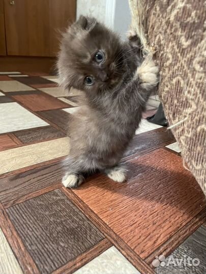 Котятки в добрые руки
