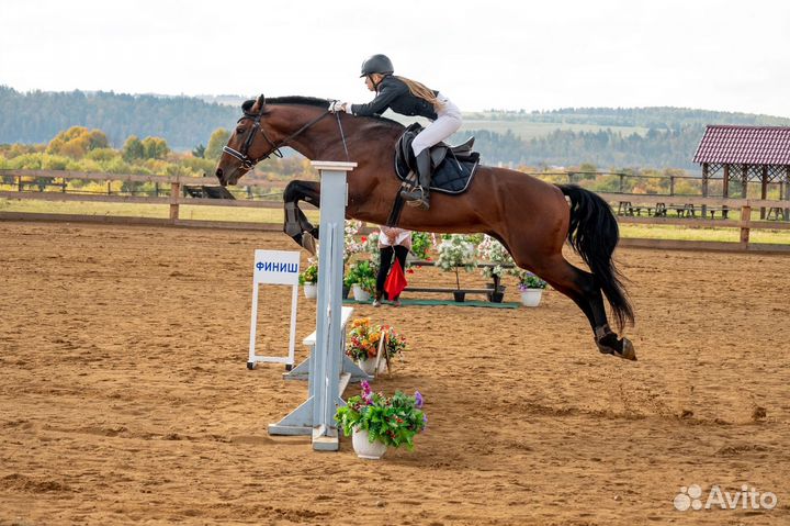 Жеребцы на случку