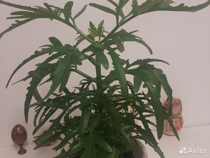 Оленьи рожки