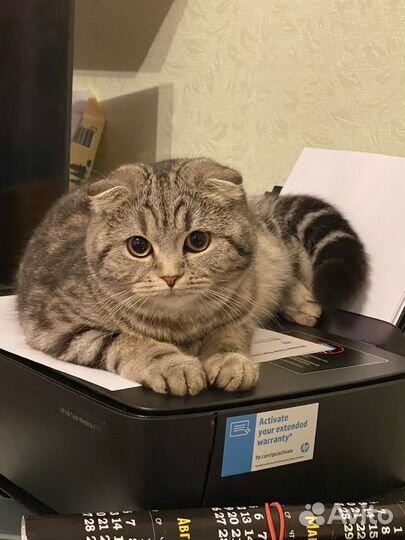 Кошечка Мая