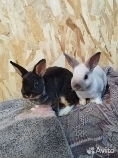 Кролик карликовый Рекс настоящий