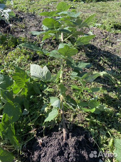 Саженцы ремонтантной малины