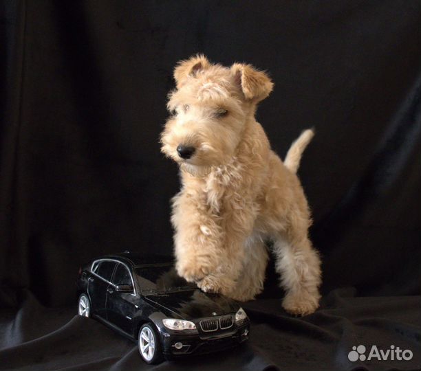 Лейкленд терьер