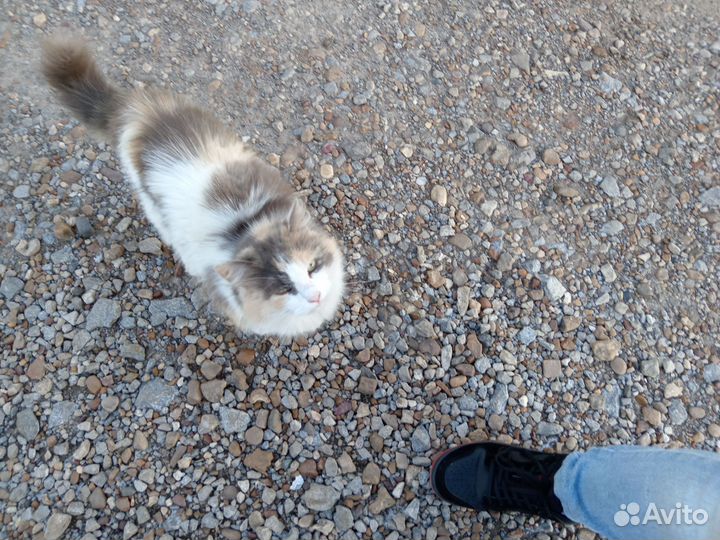 Кошка стерилизованная в самые заботливые руки