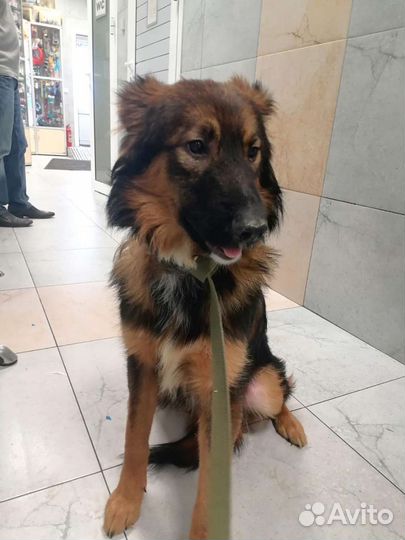 Красивая собака ищет дом в добрые руки