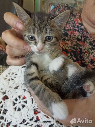 Котята в добрые руки бесплатно