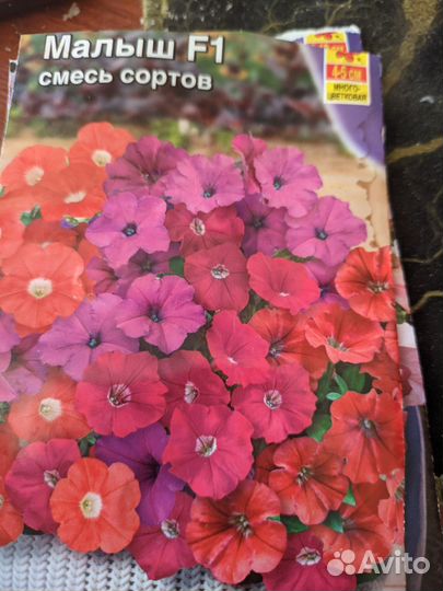 Рассада петунии