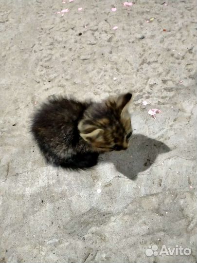 Котята отдам в добрые руки бесплатно
