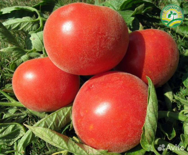 Рассада:Помидор