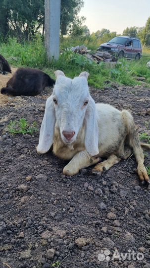 Нубийский козлик на племя