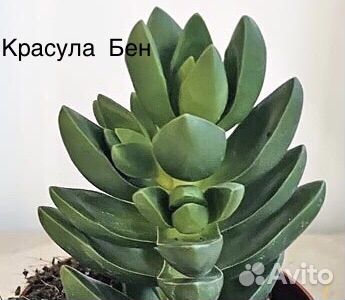 Листики суккулентов