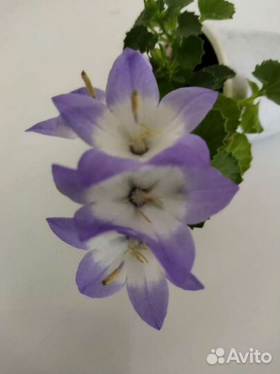 Кампанула (жених )