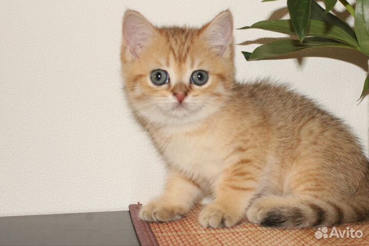 Британская золотая девочка