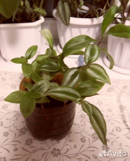 Мята Хлорофитум кудрявый Бегония Алоэ