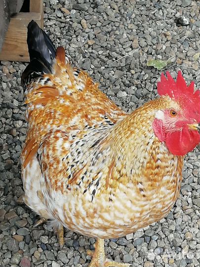 Семья кур Павловское золото