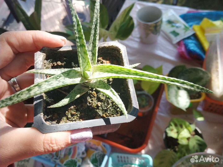 Алоэ и агава