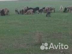 Продажа овец